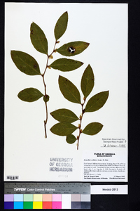 Leucothoe axillaris image