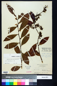 Leucothoe axillaris image