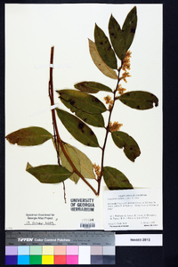 Leucothoe axillaris image