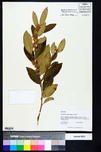 Leucothoe axillaris image