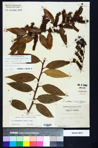 Leucothoe fontanesiana image