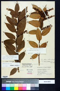 Leucothoe fontanesiana image