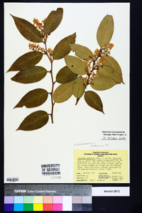 Leucothoe fontanesiana image