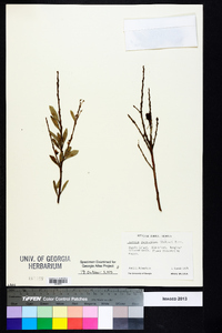 Lyonia ferruginea image
