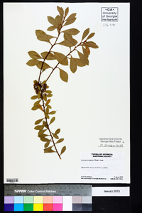 Lyonia ferruginea image