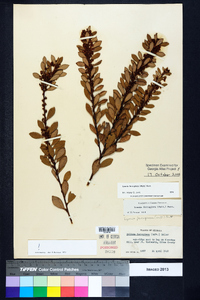 Lyonia ferruginea image