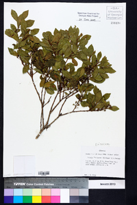 Lyonia fruticosa image