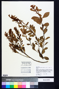 Lyonia fruticosa image