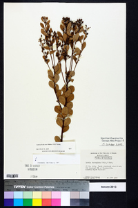 Lyonia fruticosa image