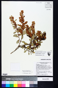 Lyonia fruticosa image
