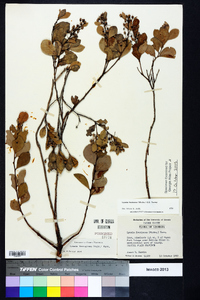 Lyonia fruticosa image