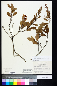 Lyonia fruticosa image