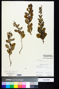 Lyonia fruticosa image