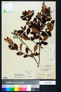 Lyonia ligustrina var. foliosiflora image