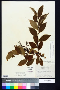 Lyonia ligustrina var. foliosiflora image