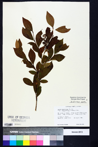 Lyonia ligustrina var. foliosiflora image