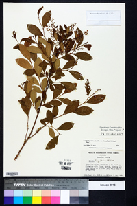 Lyonia ligustrina var. foliosiflora image