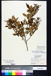 Lyonia ligustrina var. foliosiflora image