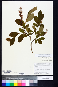 Lyonia ligustrina var. ligustrina image