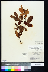 Lyonia ligustrina var. ligustrina image