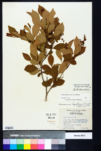 Lyonia ligustrina var. ligustrina image