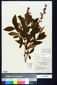 Lyonia ligustrina var. ligustrina image