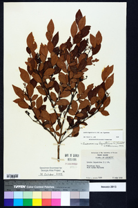 Lyonia ligustrina var. ligustrina image