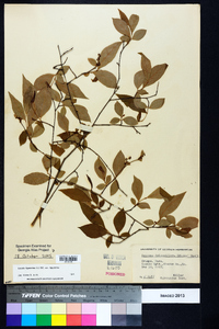 Lyonia ligustrina var. ligustrina image