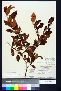 Lyonia ligustrina var. ligustrina image