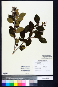 Lyonia ligustrina var. ligustrina image