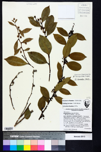 Lyonia lucida image