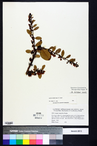 Lyonia lucida image