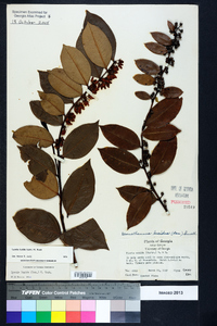 Lyonia lucida image