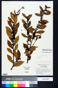 Lyonia lucida image