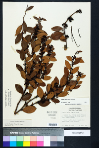 Lyonia lucida image