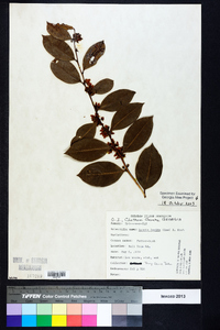 Lyonia lucida image