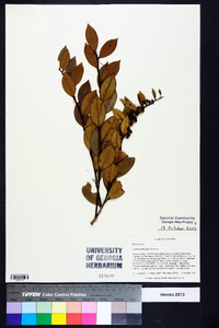 Lyonia lucida image