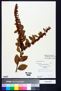 Lyonia lucida image