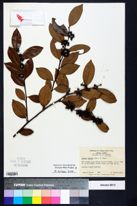 Lyonia lucida image