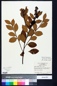 Lyonia lucida image