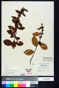 Lyonia lucida image