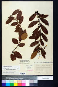 Lyonia lucida image