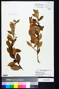 Lyonia lucida image