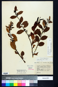 Lyonia lucida image