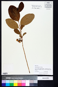 Lyonia mariana image