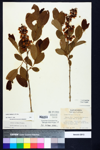 Lyonia mariana image