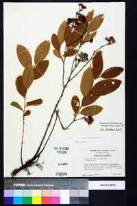 Lyonia mariana image