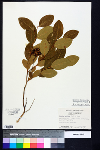 Lyonia mariana image