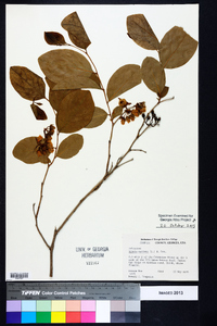 Lyonia mariana image