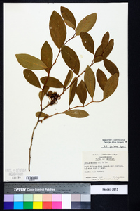 Lyonia mariana image